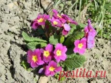 Цветочки на могилку. Нужна помощь. - Садоводка