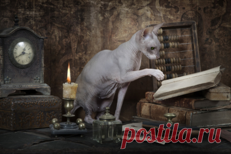 Как общаться с котом? Мифы и заблуждения | Животные