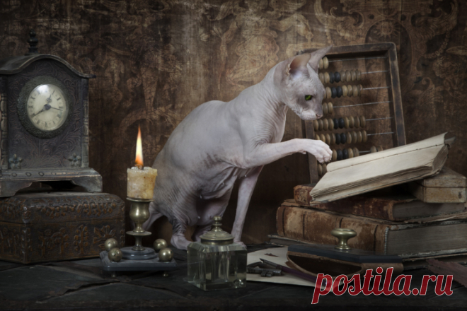 Как общаться с котом? Мифы и заблуждения | Животные