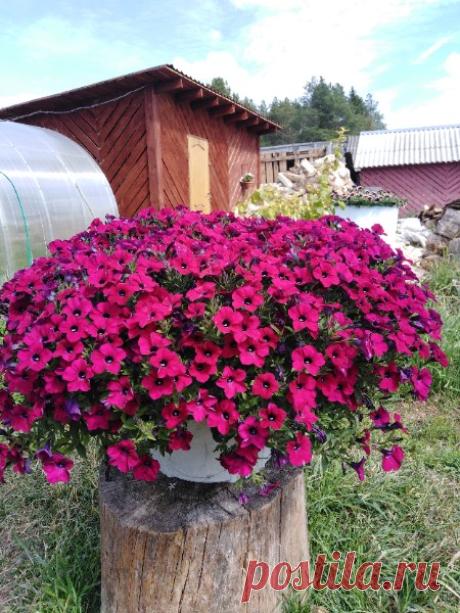 "Зимфандель" 😊 😍