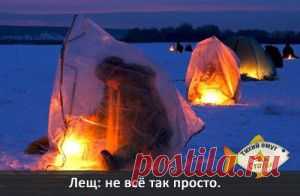 Лещ: не всё так просто