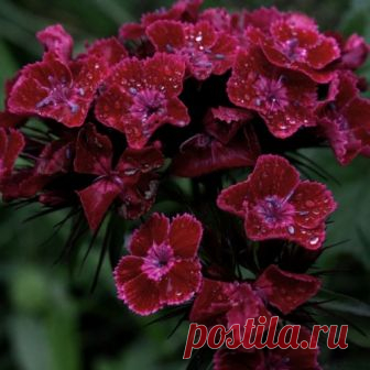 Gvazdikas šiurpinis (Dianthus Barbatus Black Magic) sėklos - 200 vnt (#1519)