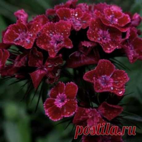 Gvazdikas šiurpinis (Dianthus Barbatus Black Magic) sėklos - 200 vnt (#1519)