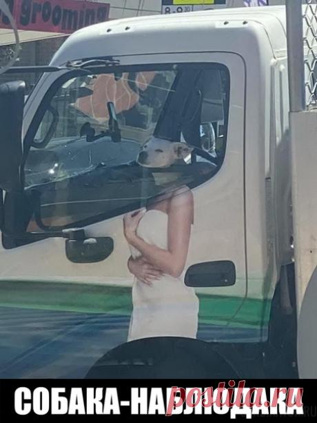 Собака-наблюдака