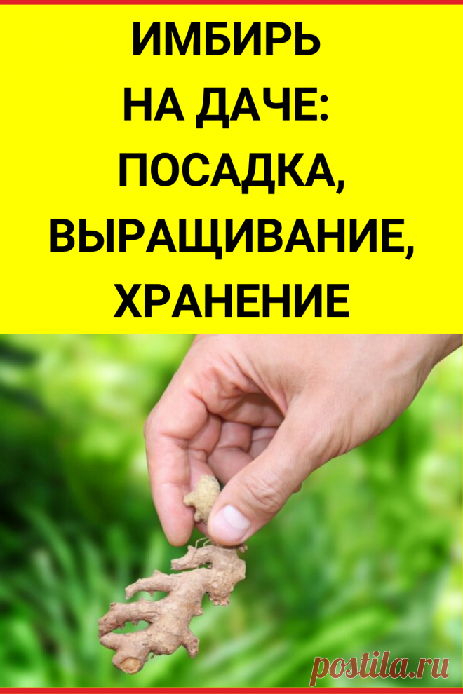 Имбирь на даче: посадка, выращивание, хранение