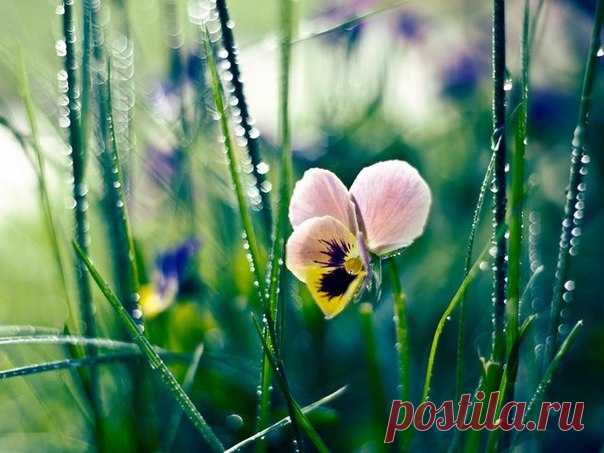 В Господних кущах

Лесная глубина, здесь очень много
Беззвучной, первозданной тишины.
Я здесь молюсь, ведь между мной и Богом
Ни двери, ни забора, ни стены.

Качает ветер тонкие берёзы,
После дождя блестит в лучах роса.
На травах капли, словно неба слёзы,
И песнь кукушки слышится едва.

Здесь нет людей, безмолвное дыханье
Моё и ветра, всюду Божий дух!
Лишь на минуту вдруг прерву молчанье,
Сказав: 