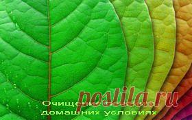 Как очистить печень в домашних условиях | УСПЕХ с NEWAYS Простые проверенные народные способы чистки печени