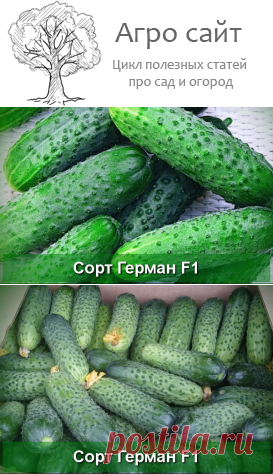 Огурец сорта Герман F1 - описание и особенности формирования