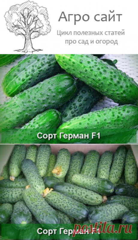 Огурец сорта Герман F1 - описание и особенности формирования