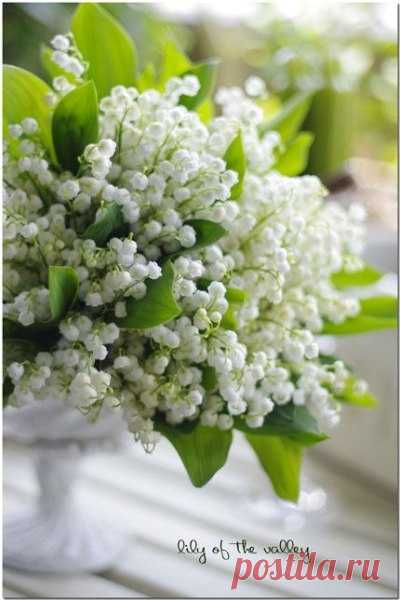 Доброе утро! Нежного дня! 

#доброе_утро@krasota.zdorovie #вдохновение_цветом@krasota.zdorovie