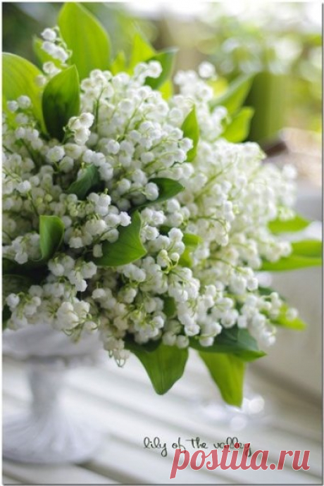 Доброе утро! Нежного дня! 

#доброе_утро@krasota.zdorovie #вдохновение_цветом@krasota.zdorovie