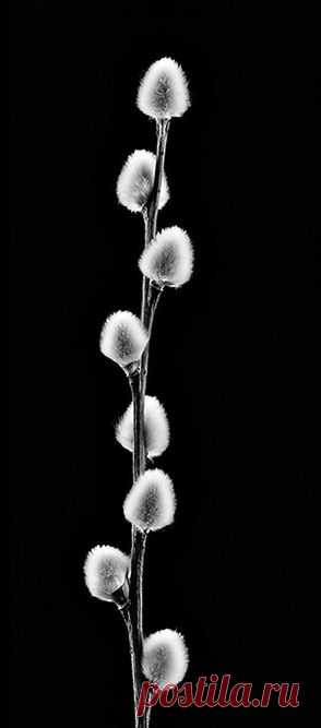 (28) Pinterest