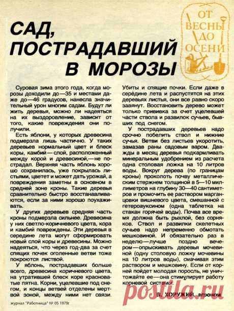 Сад, пострадавший в морозы