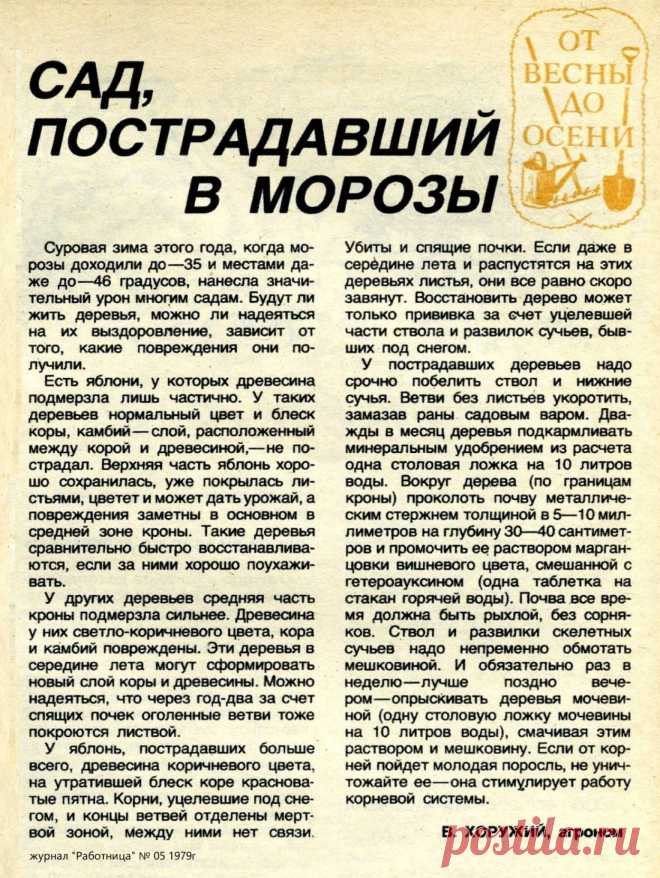 Сад, пострадавший в морозы