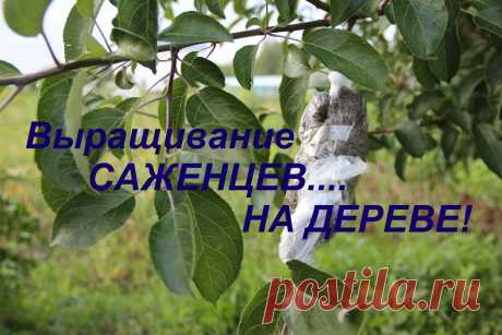 Выращивание САЖЕНЦЕВ....НА ДЕРЕВЕ! - YouTube