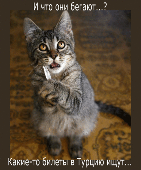 И что они бегают??? - анимационные картинки и gif открытки