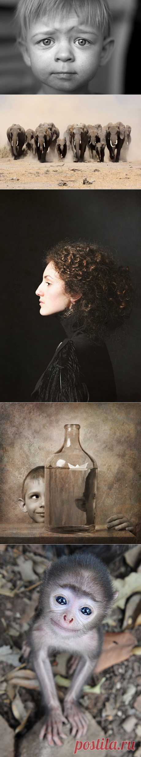Победители AdMe Photo Awards 2013 | Fresher - Лучшее из Рунета за день
