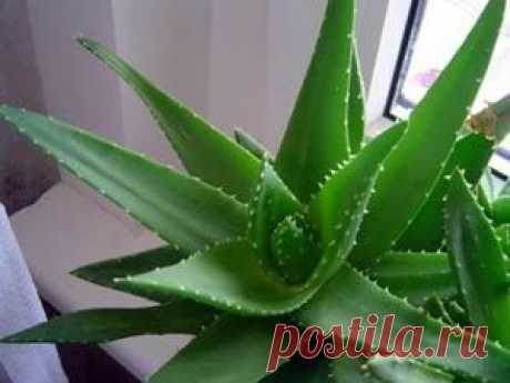 Лекарственные растения на вашем подоконике