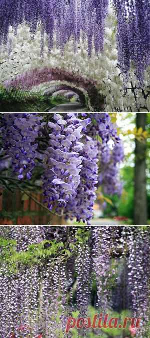 Глициния – посадка и уход, выращивание из семян