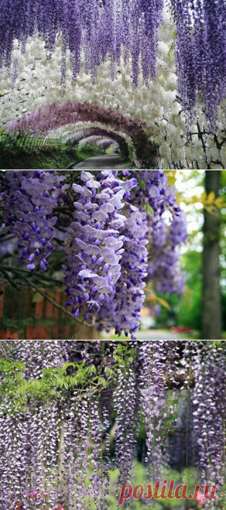 Глициния – посадка и уход, выращивание из семян