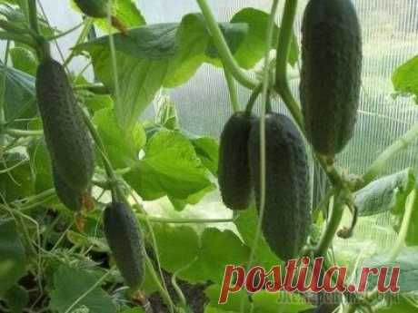 Список самых урожайных сортов огурцов