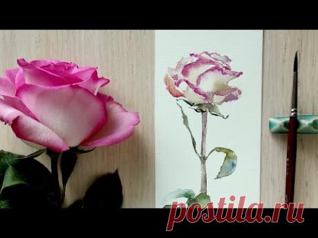 Роза акварелью с натуры в один слой.