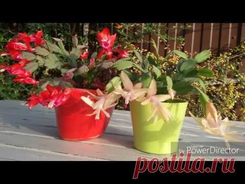 Шлюмбергера (Декабрист). Schlumberger. Rhipsalidopsis. Пышное цветение.