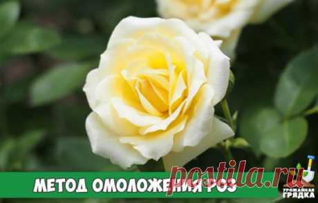 Отличный метод омоложения роз содой. 
Секретный рецепт
Предлагаю вашему вниманию уникальный способ омоложения роз. Для этого применяю обычную пищевую соду, которая есть в каждом доме.
Пищевую соду применяю для омоложения кустов розы. Для этого в 5 литрах воды развожу 1 ст. л. соды и 0,5 ч. л. нашатырного спирта, 1 ч. л. сульфата магния и 1 ч. л. натертого хозяйственного мыла.
Полученным раствором опрыскиваем кусты роз. Обработку проводим утром или вечером, чтобы не было прямых солнечных лучей.