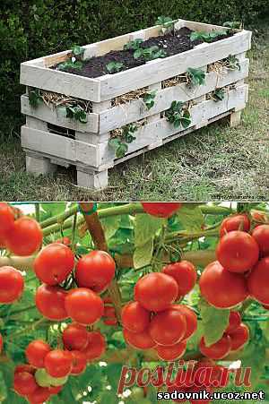 Огород | Записи в рубрике Огород | Дневник Enigmatica