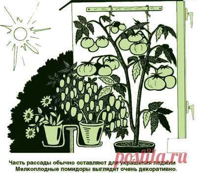 Советы Павла Траннуа как выращивать рассаду — 6 соток