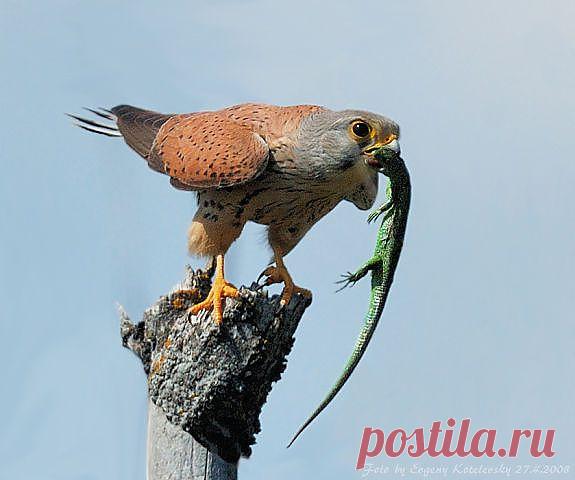 * * * * * * * * * * * *