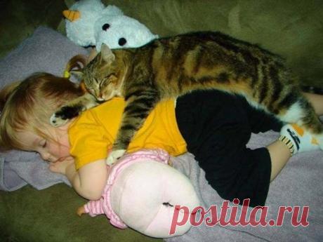 17 котов, из которых получились прекрасные няни / Питомцы