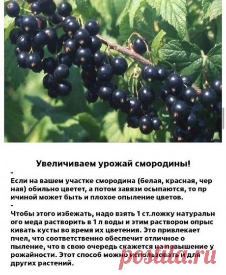 Для любителей смородины, на заметку.