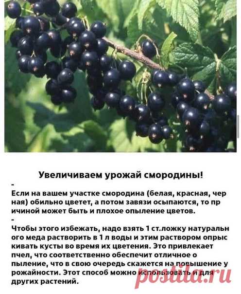 Для любителей смородины, на заметку.