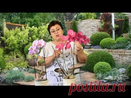 ОРХИДЕИ РАСТУТ КАК БЕШЕНЫЕ #  ПРОСТОЙ И ЛУЧШИЙ СПОСОБ ПОСАДКИ ОРХИДЕЙ #