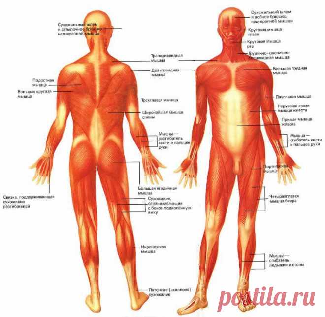Мышцы | ПолонСил.ру - социальная сеть здоровья