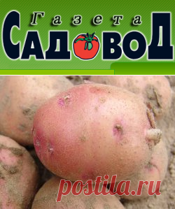Выращивание картофеля способом сдвоенных рядов » "Газета садовод" - сетевое издание