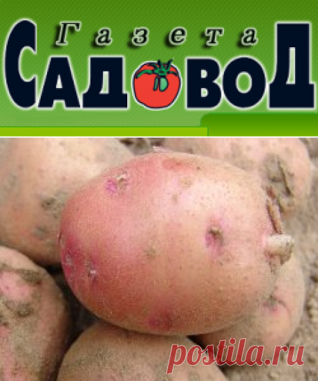 Выращивание картофеля способом сдвоенных рядов » &quot;Газета садовод&quot; - сетевое издание