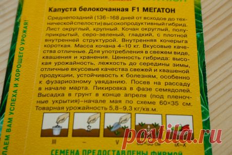 Сею 20 семян капусты, чтобы собрать 200 кг урожая. Рассказываю о проверенных гибридах и способе посева | Дачник | Яндекс Дзен