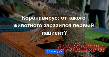 Где-то в Китае испражнилась на лету летучая мышь. Экскременты, содержащие коронавирус, упали на лесной грунт. Наземное животное, возможно, панголин, вынюхивавший насекомых среди палой листвы, подцепил эту инфекцию.