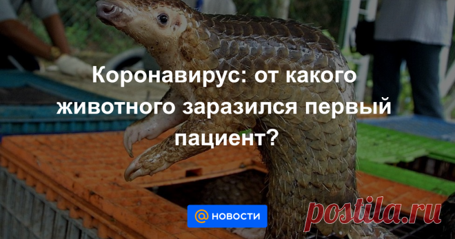 Где-то в Китае испражнилась на лету летучая мышь. Экскременты, содержащие коронавирус, упали на лесной грунт. Наземное животное, возможно, панголин, вынюхивавший насекомых среди палой листвы, подцепил эту инфекцию.