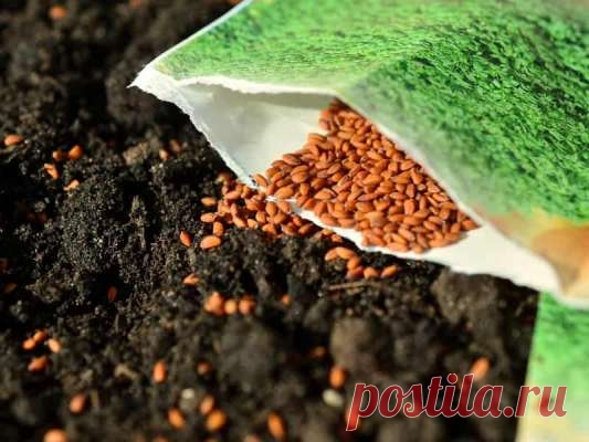 Как правильно покупать семена растений и при этом сэкономить деньги — Дачный участок