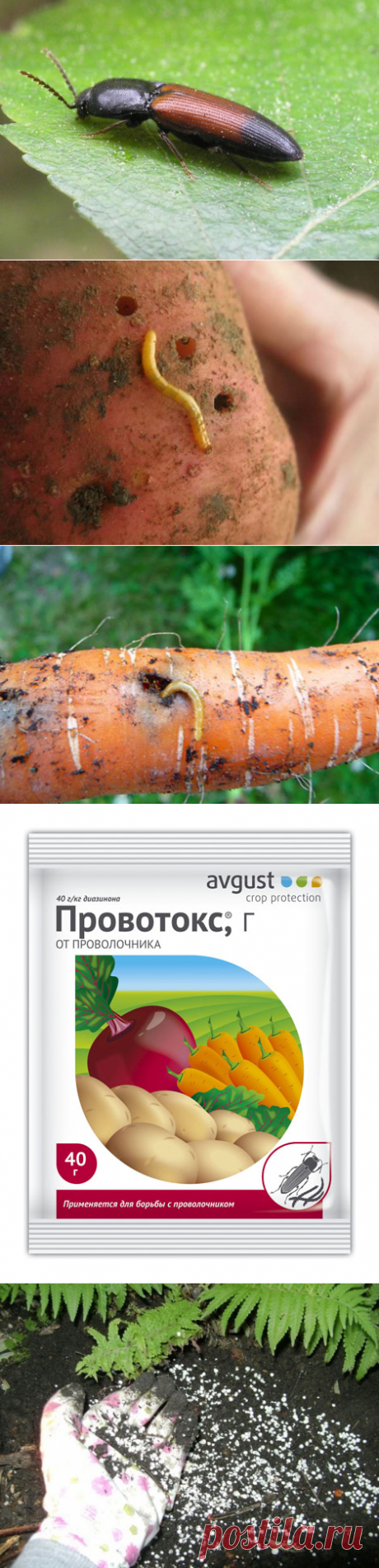 Эффективные меры борьбы с проволочником » Женский Мир