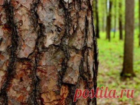 Кора дуба: лечебные свойства и противопоказания