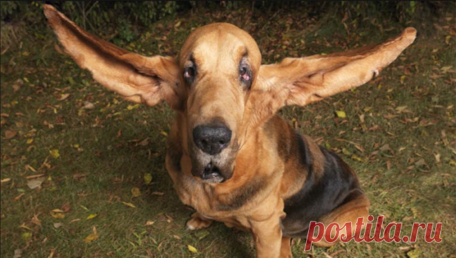 Maiores do mundo: cachorro com maiores orelhas do mundo bate recorde Conheça Tigger, o cachorro com as maiores orelhas do mundo. Ele ganhou vários títulos da raça e entrou para o livro dos recordes mundiais