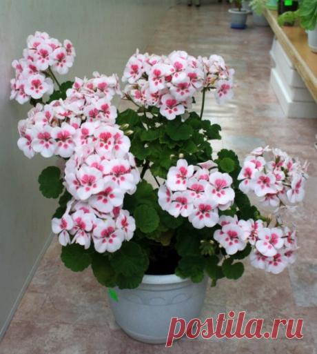 Посадка, выращивание и уход за туей. Очень полезная информация