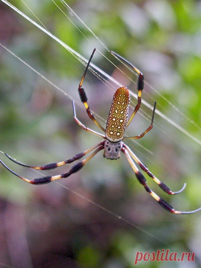 Пауки-шелкопряды: интересные факты, фото