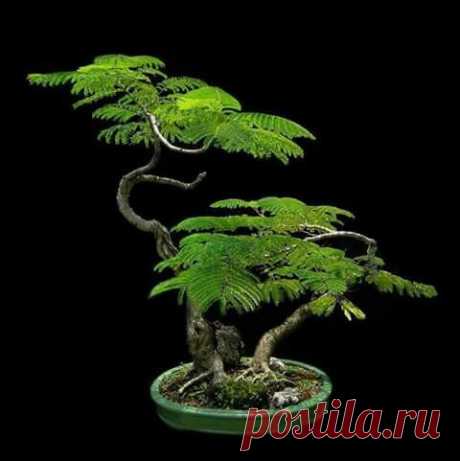 bonsai  |  Pinterest • Всемирный каталог идей