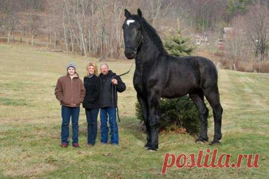 (79) Одноклассники