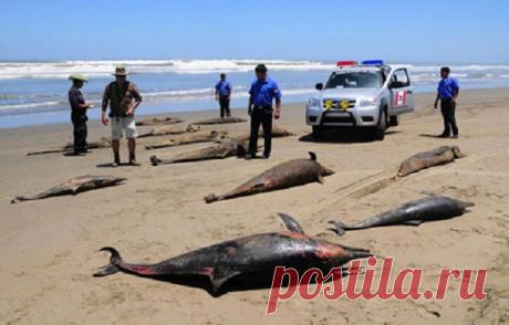 НОВОСТИ НА МЕТЕОНОВЕ - Очередная гибель дельфинов...